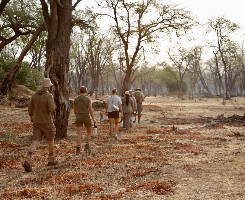 A guide leads a group of five guests across a semi open area, with some tall trees