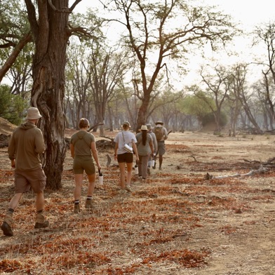 A guide leads a group of five guests across a semi open area, with some tall trees