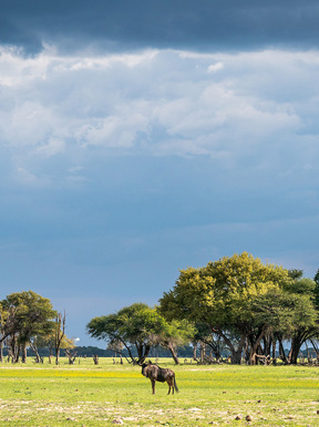 Wilderness Hwange Landscape Grasslands