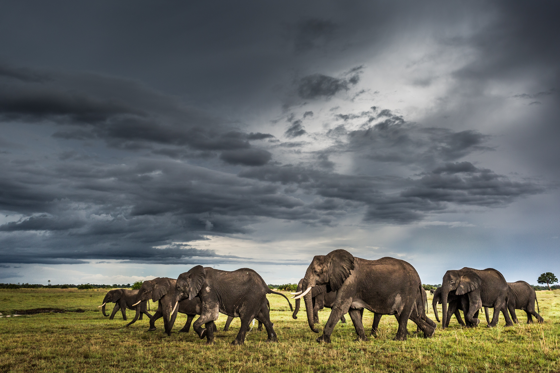 A herd of elephants walk gracefully through the savannah in Africa