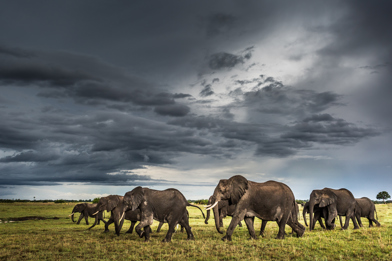 A herd of elephants walk gracefully through the savannah in Africa