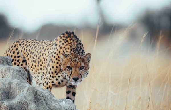 Cheetah in open savannah landscape on African safari