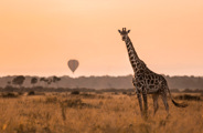Giraffe seen on safari with hot air balloons in flight in the background, Wilderness Mara Kenya