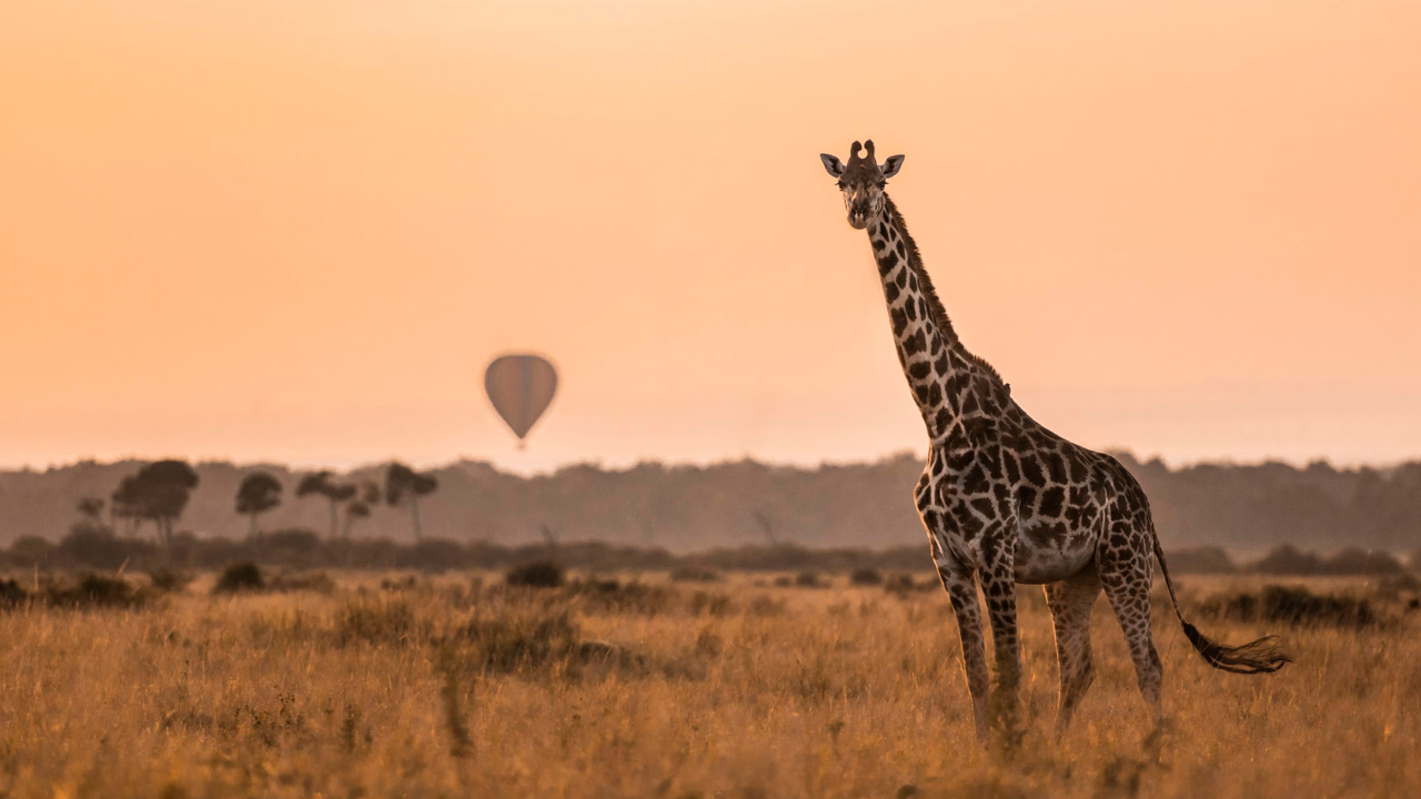 Giraffe seen on safari with hot air balloons in flight in the background, Wilderness Mara Kenya