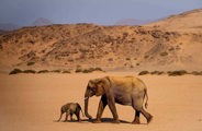 Desert adapted elephant with baby walking in a dry river bed in Namibia