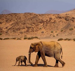 Desert adapted elephant with baby walking in a dry river bed in Namibia