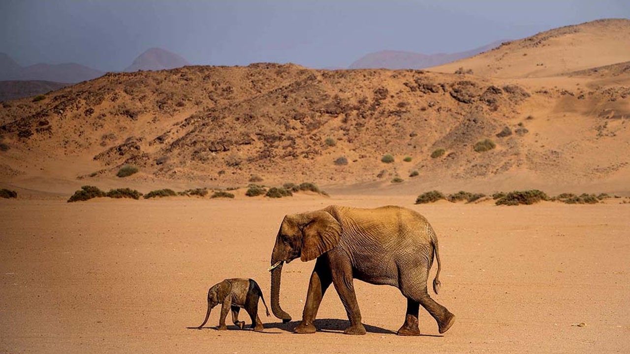 Desert adapted elephant with baby walking in a dry river bed in Namibia