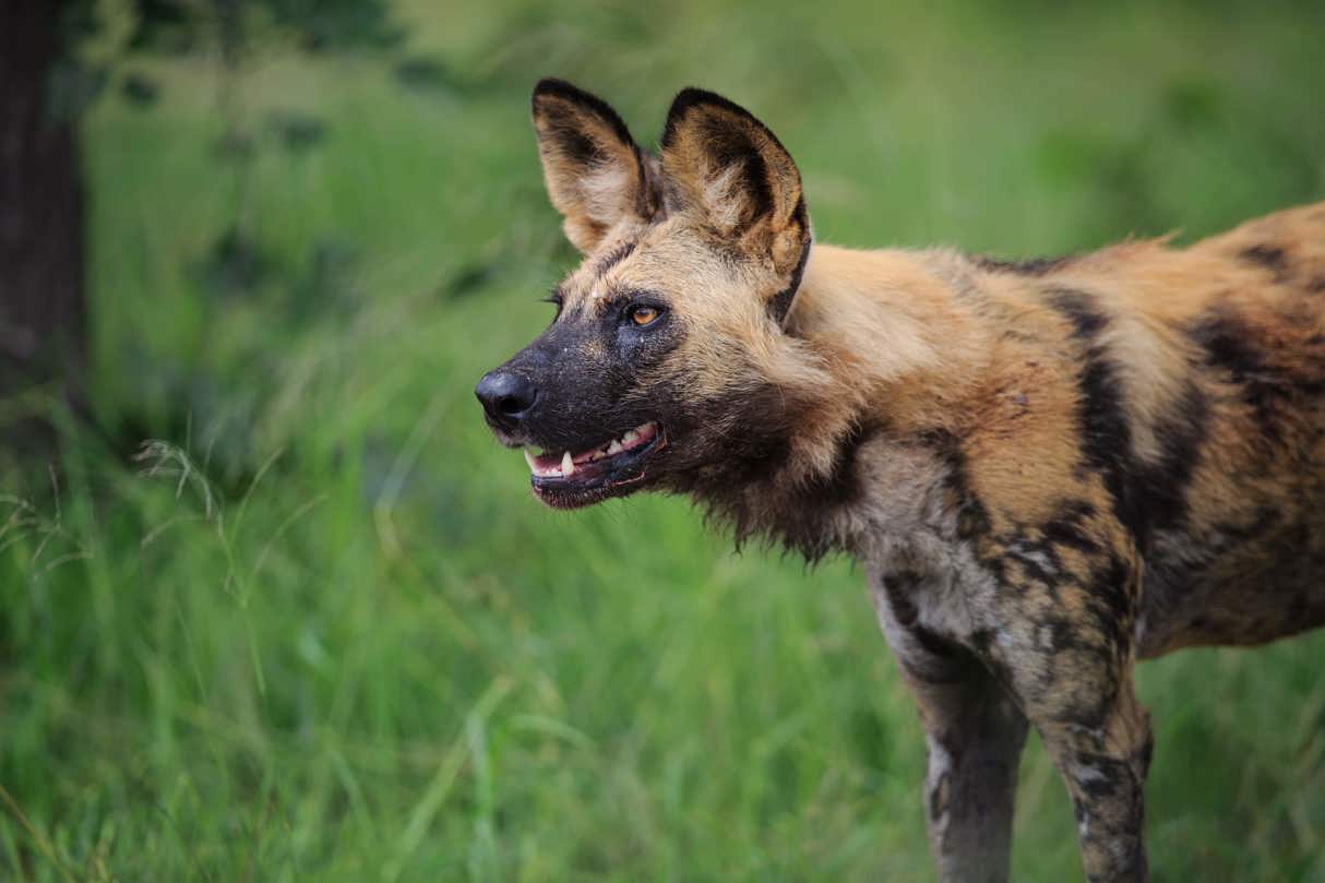 African wild dogs surveying the wetlands during safari
