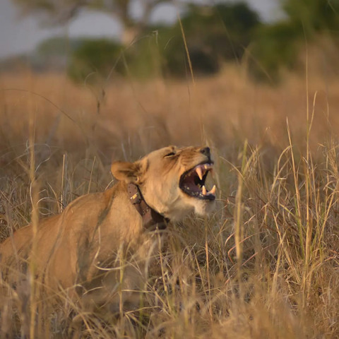 Female Lion calling on the Busanga plains