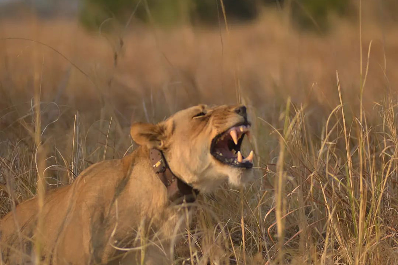 Female Lion calling on the Busanga plains