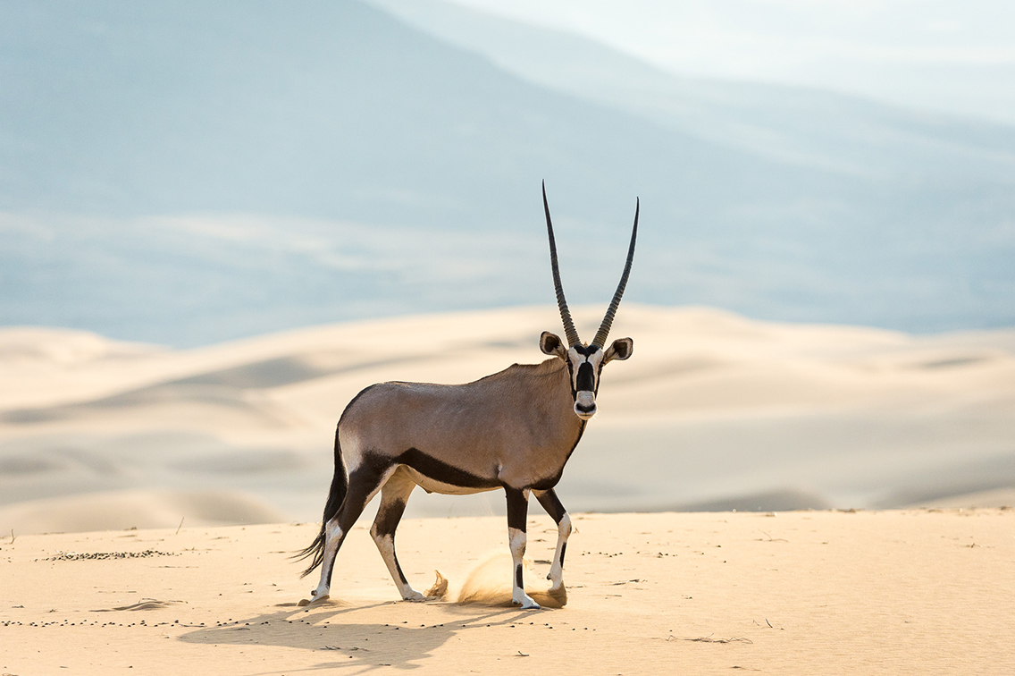 Oryx in Namibia desert on safari in arid landscape