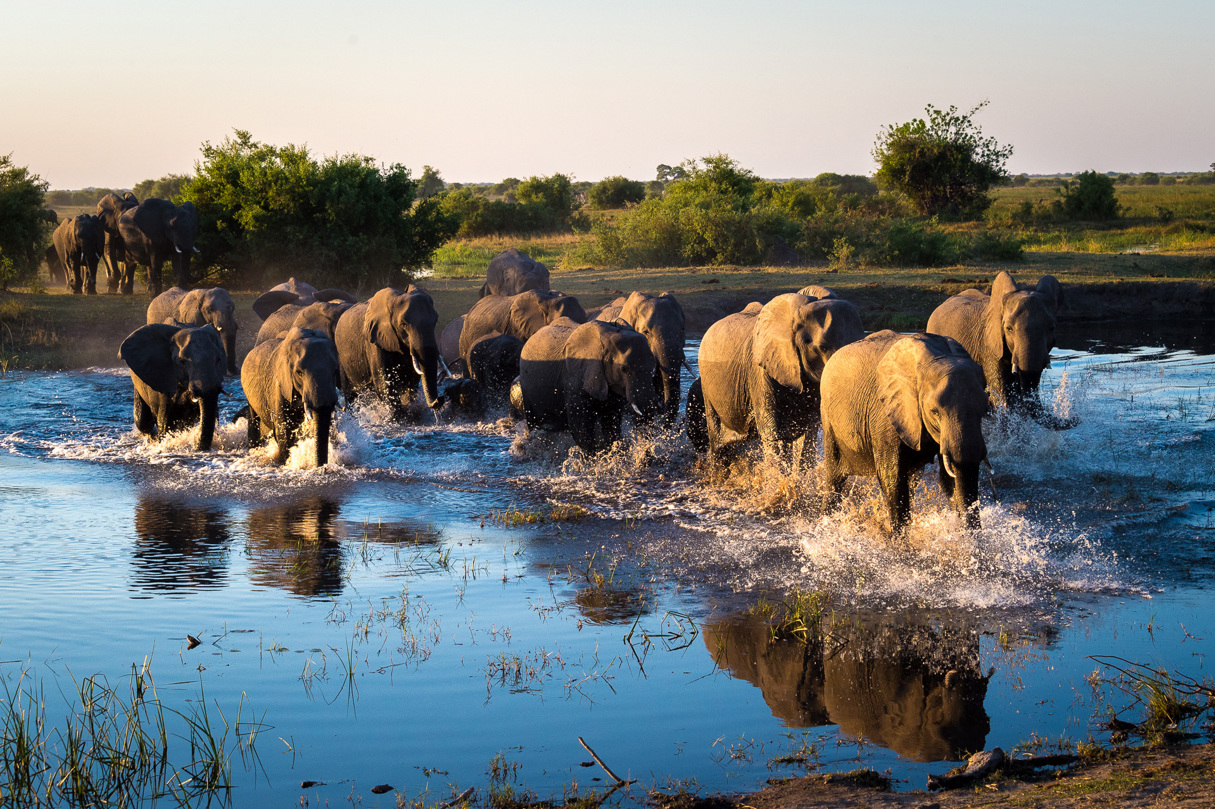 Elephants walking through the water in Botswana