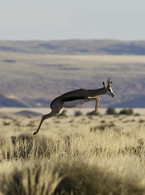 Wilderness Little Kulala Namibia Wildlife Springbok