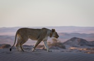 Collared lion walking through the Namibian desert - collared for conservation efforts
