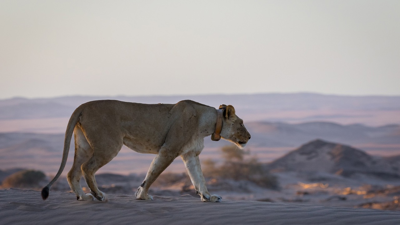 Collared lion walking through the Namibian desert - collared for conservation efforts