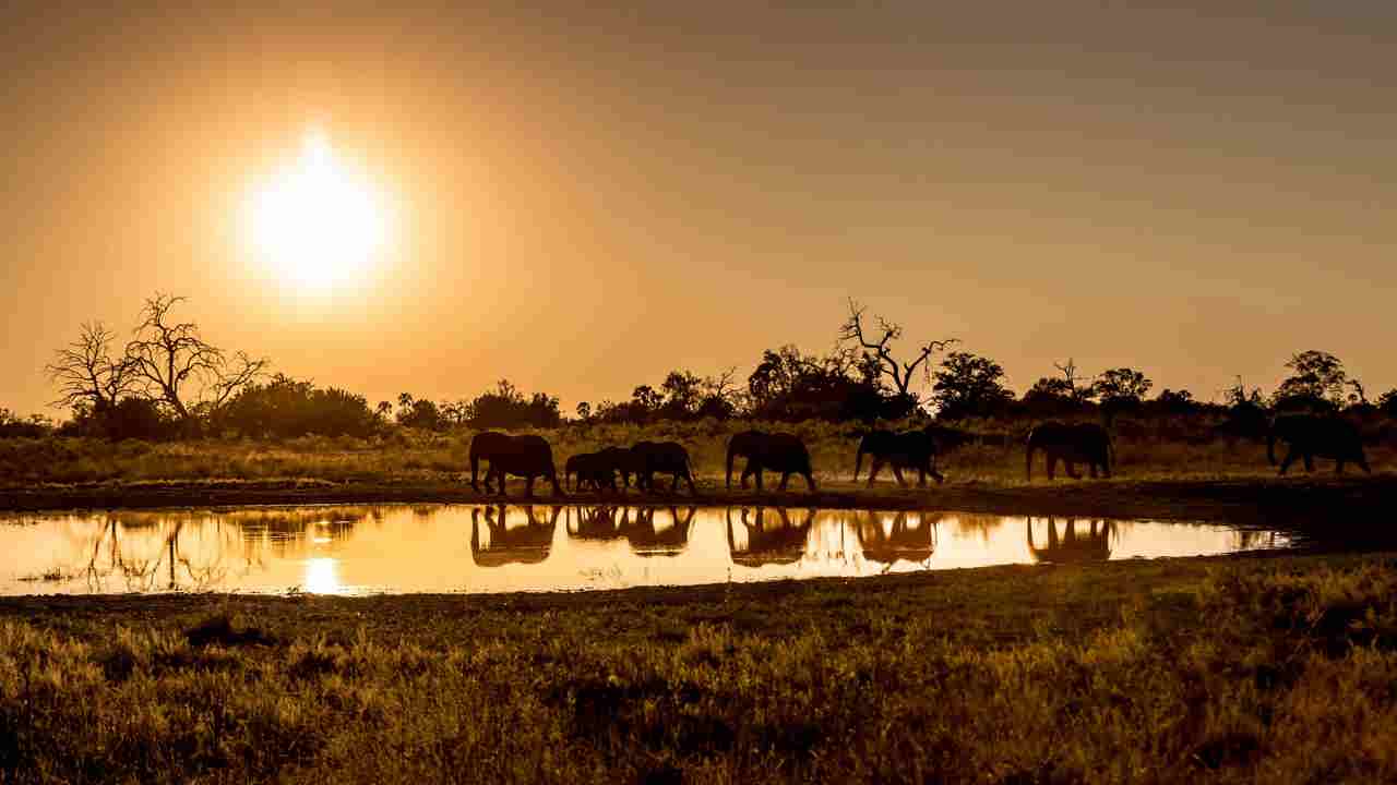 Elephant herd walking near a waterhole in Wilderness Qorokwe