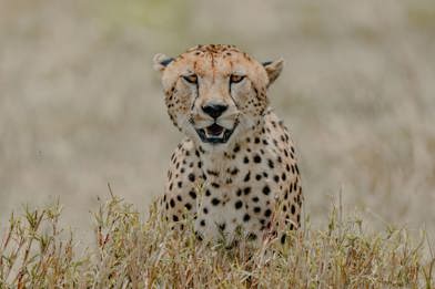 Close up of a cheetah in the Serengeti Tanzania