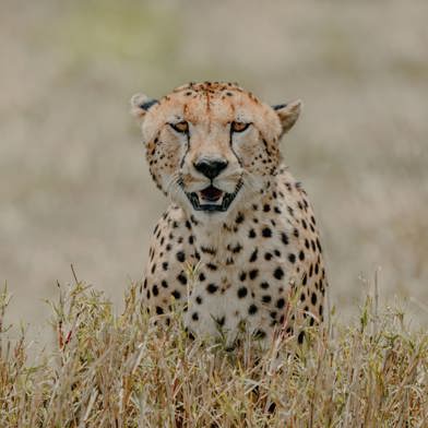 Close up of a cheetah in the Serengeti Tanzania