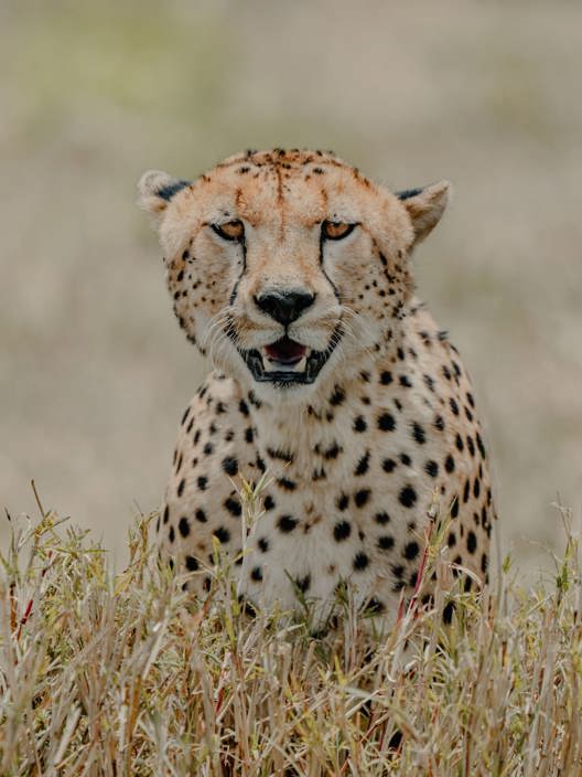 Close up of a cheetah in the Serengeti Tanzania