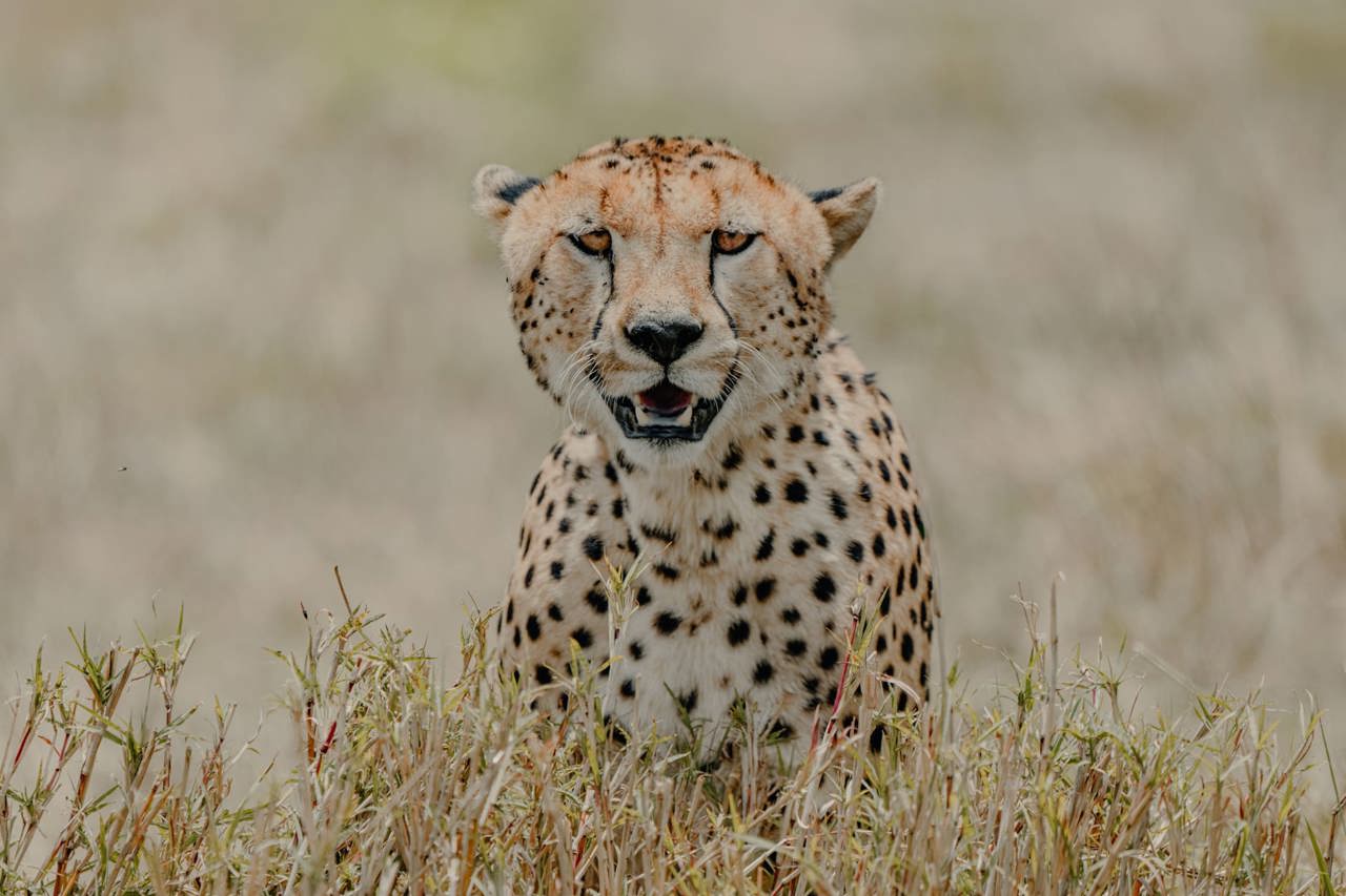 Close up of a cheetah in the Serengeti Tanzania