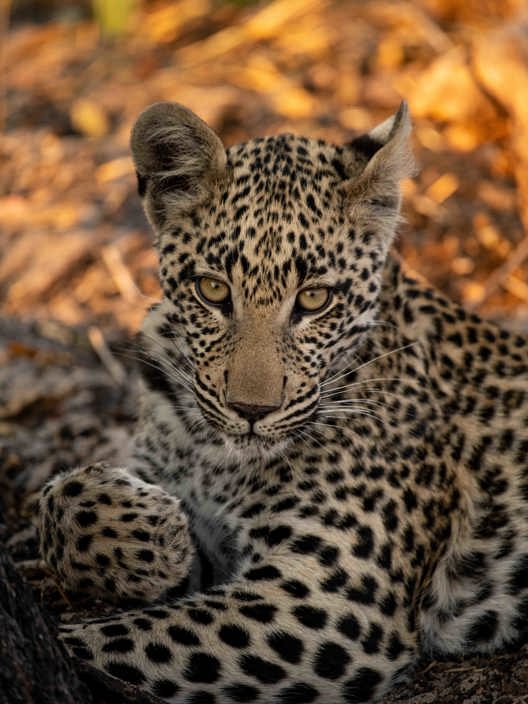 Wilderness Abu Botswana Wildlife Leopard