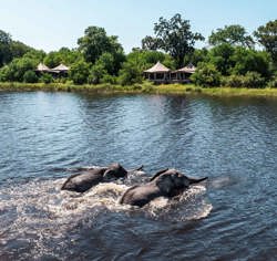 Elephant swimming in water at Wilderness DumaTau