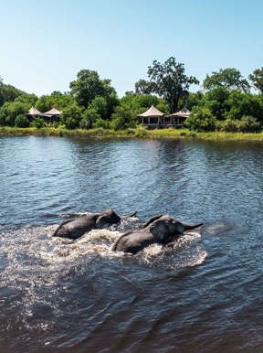 Elephant swimming in water at Wilderness DumaTau
