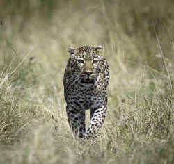 Leopard sighted in the grasses of Masai mara