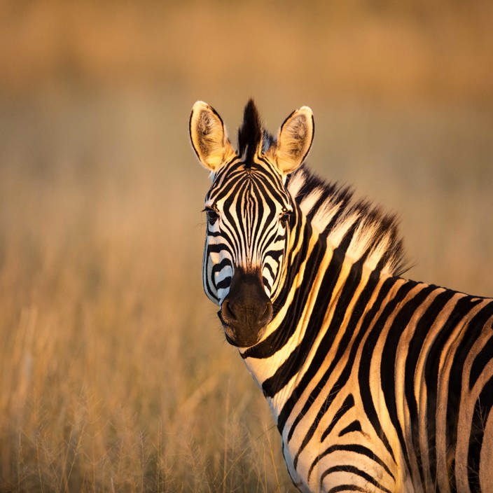 Wilderness Little Makalolo Gallery Zimbabwe Wildlife Zebra