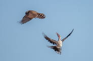 Hundreds of species return to this globally recognised Important Bird Area (IBA) to breed in summer