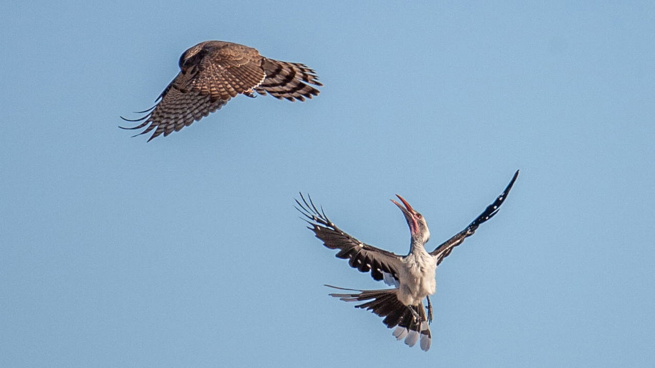 Hundreds of species return to this globally recognised Important Bird Area (IBA) to breed in summer