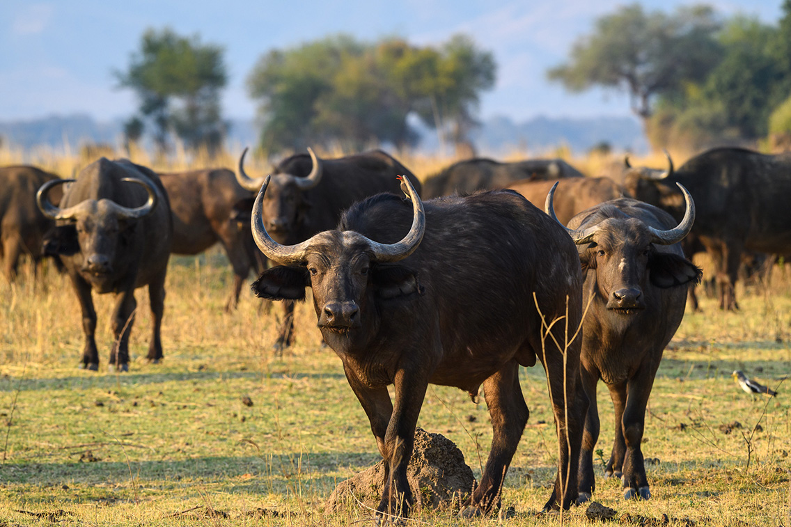 Wilderness Zimbabwe Wildlife Buffalo