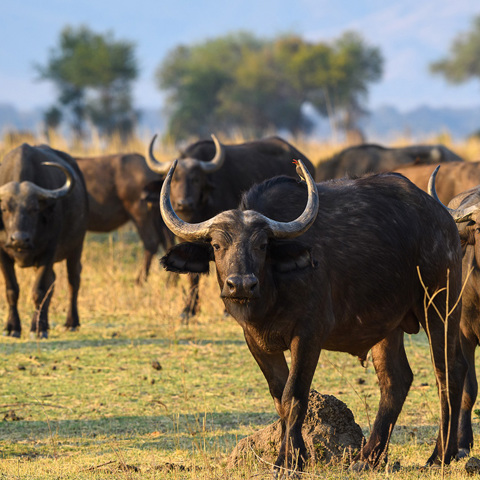 Wilderness Zimbabwe Wildlife Buffalo