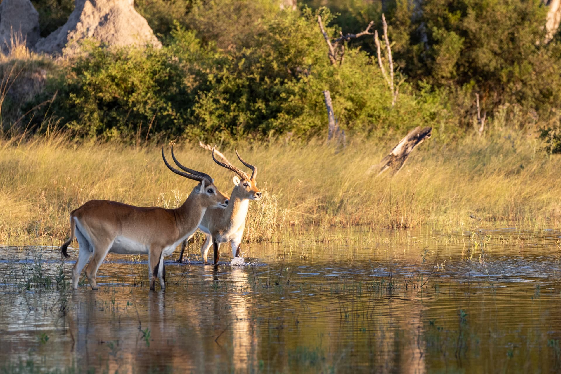 Two male Red Lechwe antelope with impressive lyre-shaped horns wading through the shallow, sunlit floodwaters and grass of the Okavango Delta, Botswana.