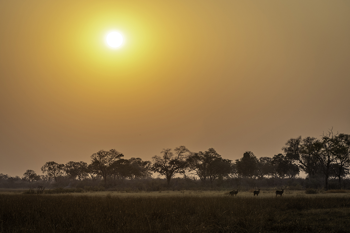 Wilderness Botswana Linyanti Woodlands