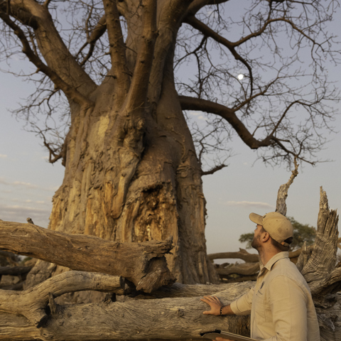 A man in a hat holds a tablet while standing next to large tree branches, with a baobab in the background.