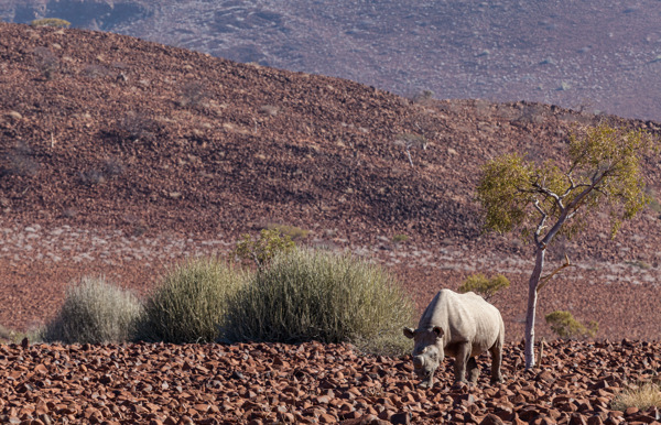 Rhino walking across the open plain in Damaraland Namibia