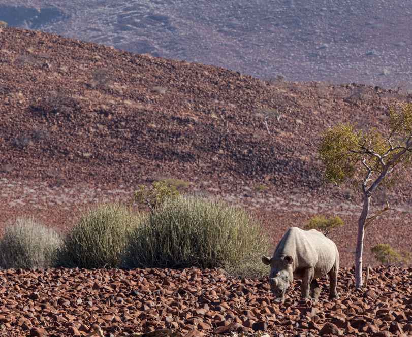 Rhino walking across the open plain in Damaraland Namibia