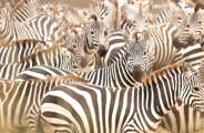 Herd of Zebra dazzeling sights in Kenya