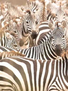 Herd of Zebra dazzeling sights in Kenya