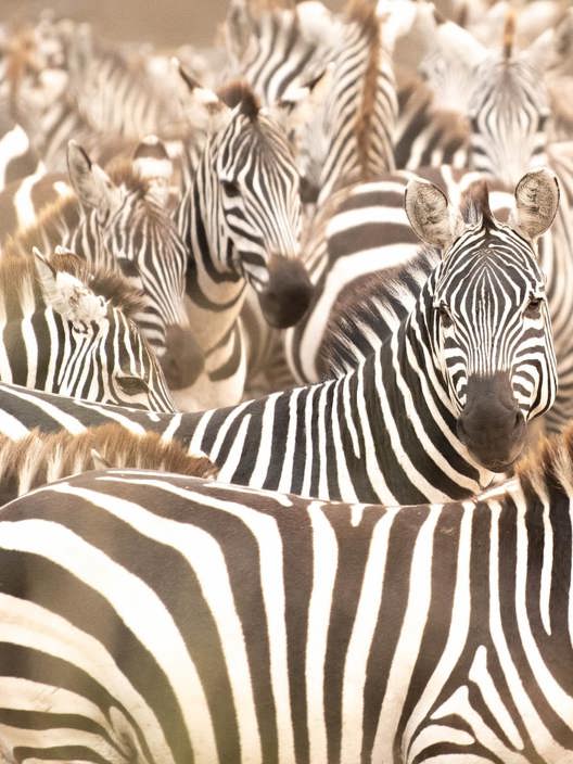 Herd of Zebra dazzeling sights in Kenya 