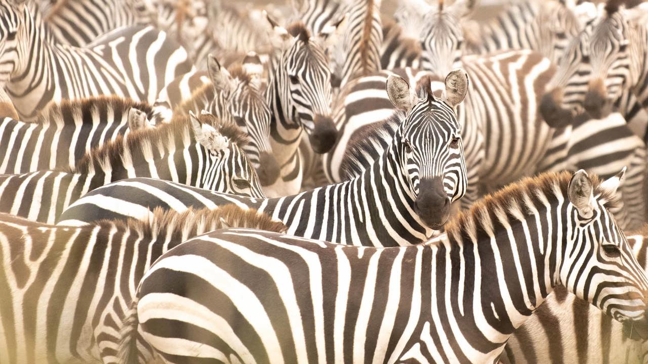 Herd of Zebra dazzeling sights in Kenya
