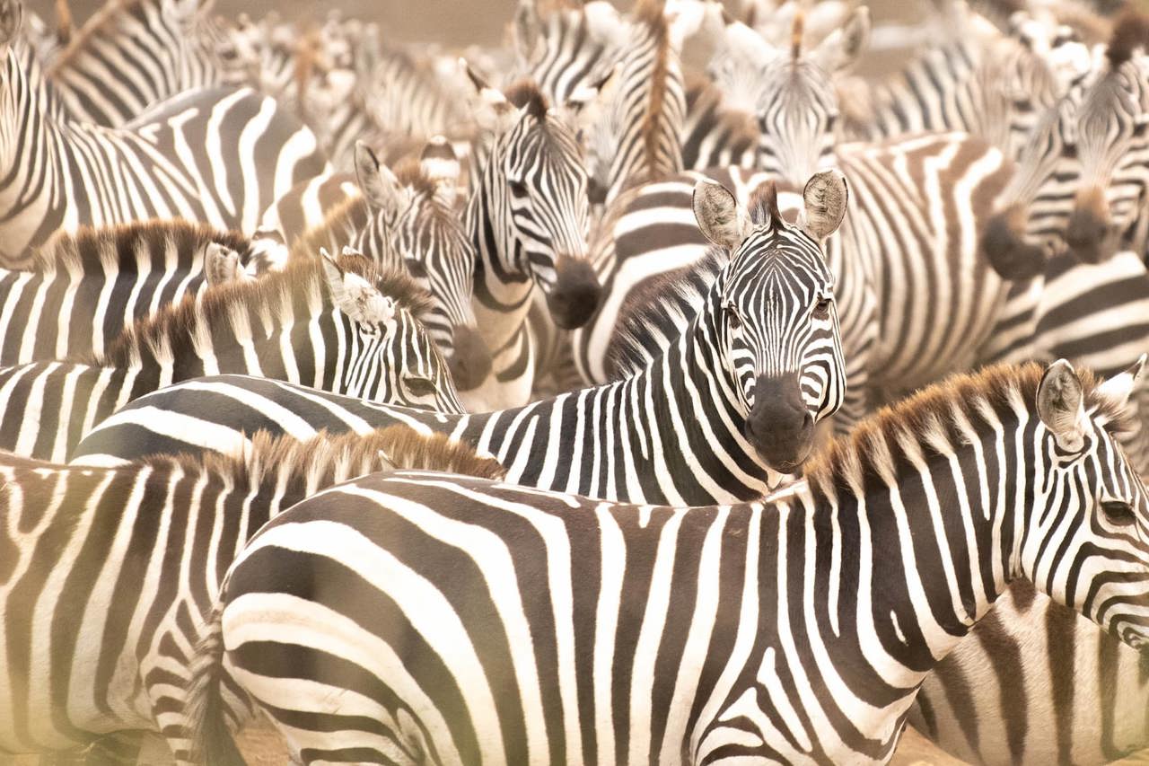 Herd of Zebra dazzeling sights in Kenya 