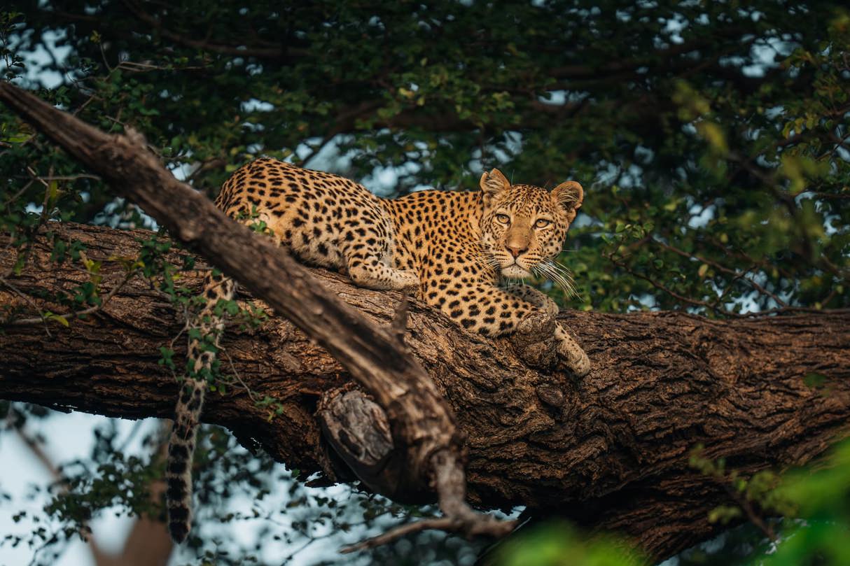 Luxury Botswana safari landscape in the Okavango Delta with floodplains and abundant wildlife