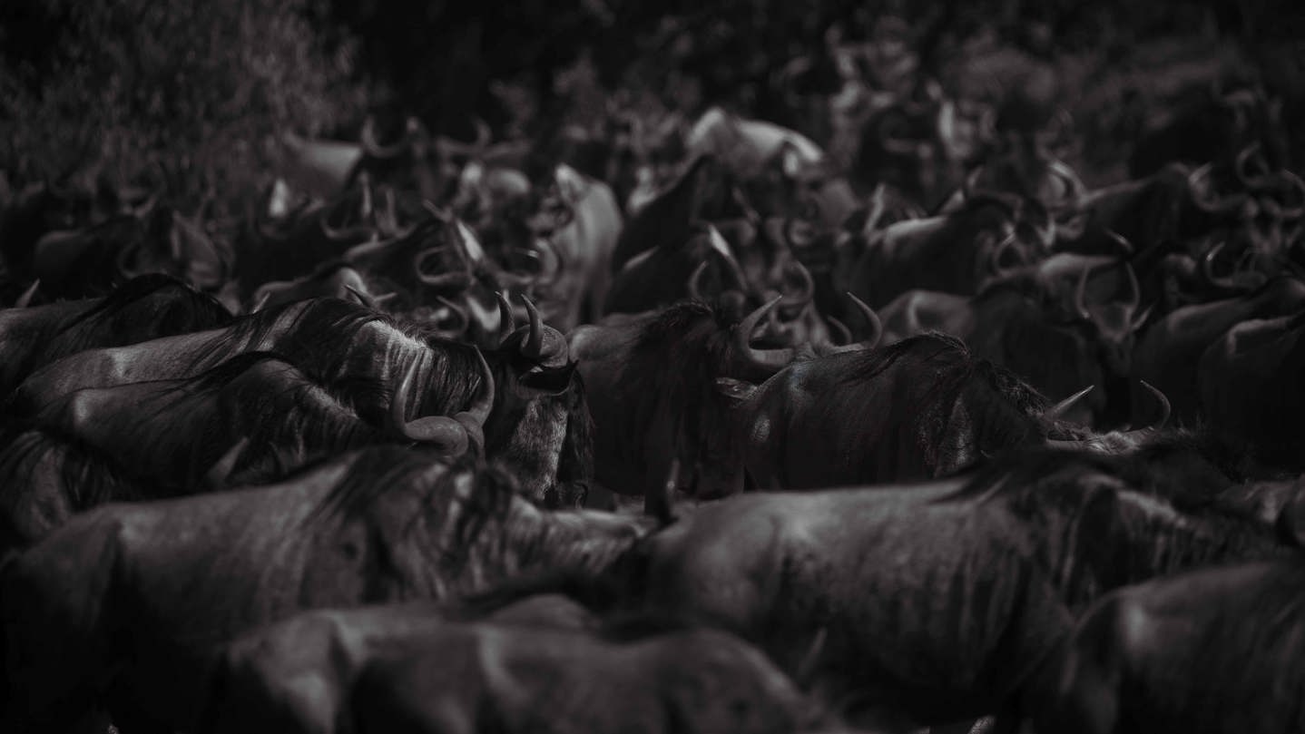 Herds of Wildebeest Serengeti Migration Wilderness 