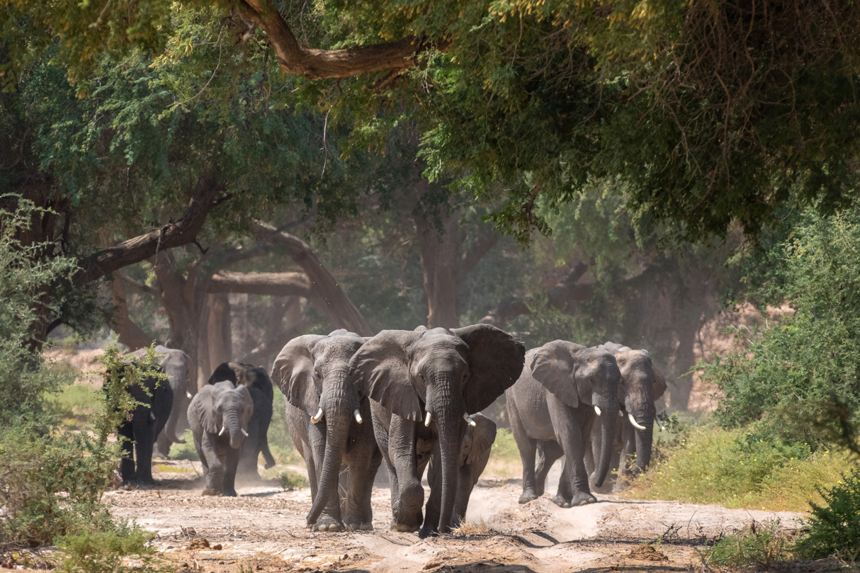 Elephant photographed on safari at Damaraland Camp