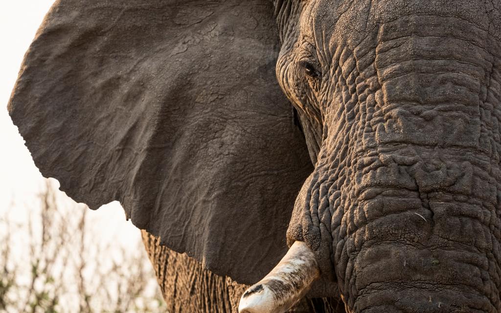 Extreme close-up of an African elephant's head, showing the textured, wrinkled gray skin, a large ear, an eye, and the tip of a white tusk, bathed in golden light.
