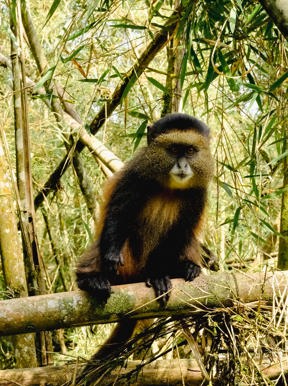 Wilderness Sabinyo Rwanda Wildlife Golden Monkey