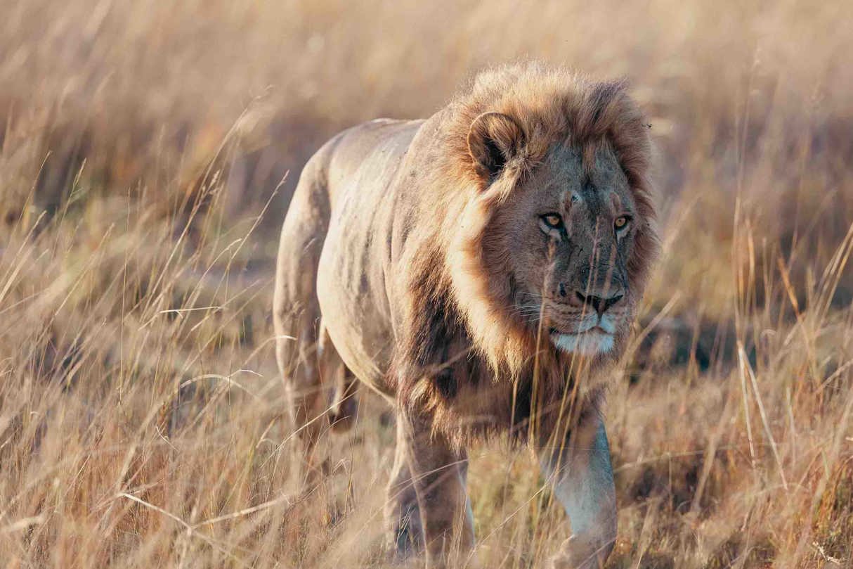 African Lion in Mababe region Wilderness Mokete Botswana