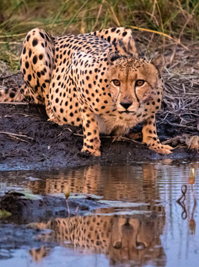 Wilderness Little Mombo Botswana Wildlife Cheetah